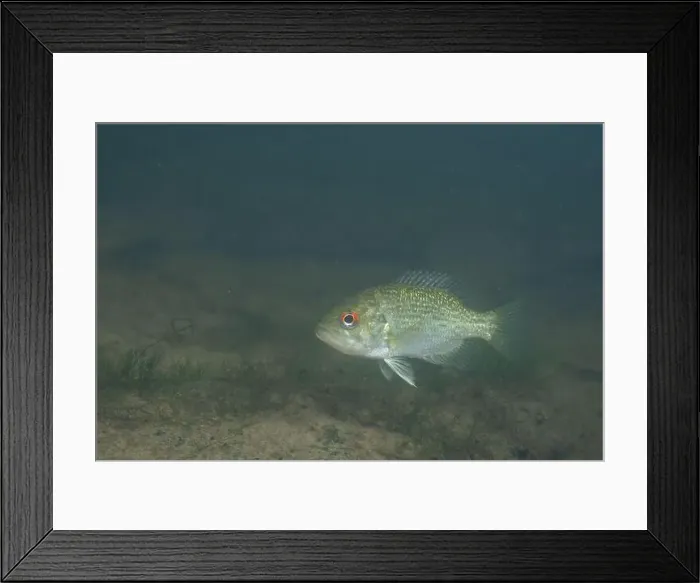 Framed Print : Rock bass in a river