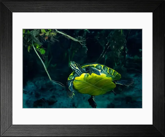 Framed Print : Suwannee cooter swimming in dark water Framed Print : Suwannee cooter swimming in dark water