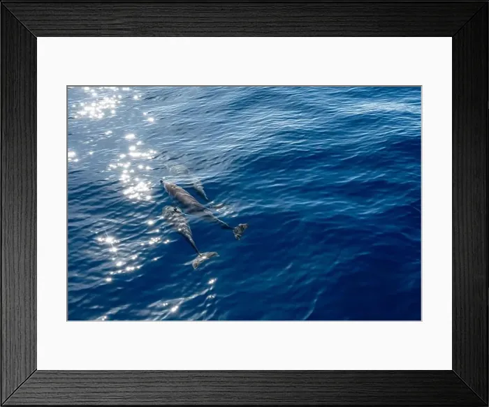 Framed Print : Watching flock of dolfins and whales from touristic boat in deep Atlantic ocean Framed Print : Watching flock of dolfins and whales from touristic boat in deep Atlantic ocean