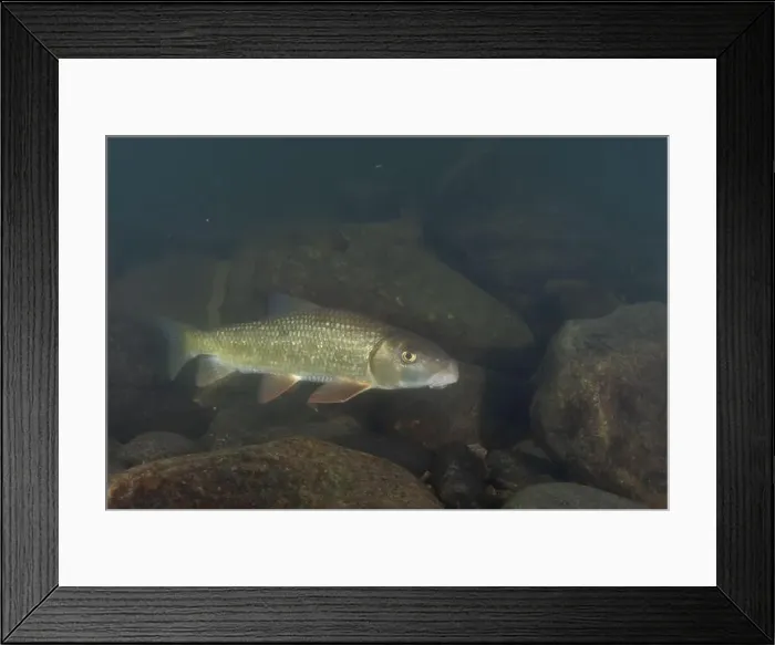 Framed Print : Black redhorse swimming in a rocky river Framed Print : Black redhorse swimming in a rocky river