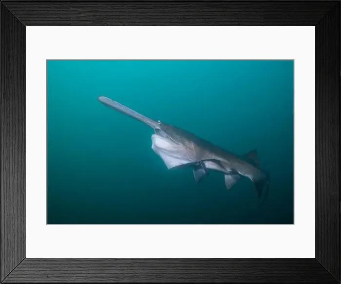 Framed Print : American paddlefish starting to open mouth Framed Print : American paddlefish starting to open mouth
