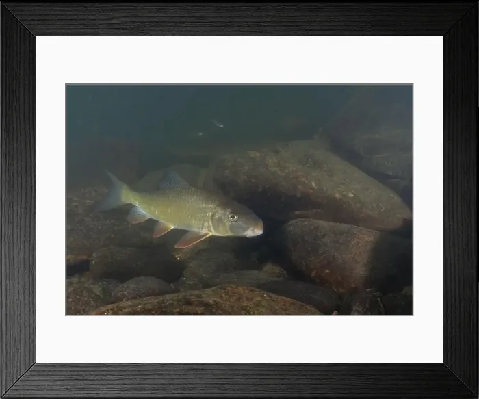 Framed Print : Black redhorse swimming in a rocky river Framed Print : Black redhorse swimming in a rocky river