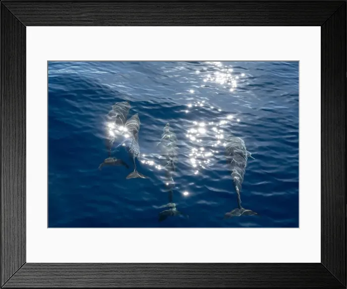 Framed Print : Watching flock of dolfins and whales from touristic boat in deep Atlantic ocean Framed Print : Watching flock of dolfins and whales from touristic boat in deep Atlantic ocean