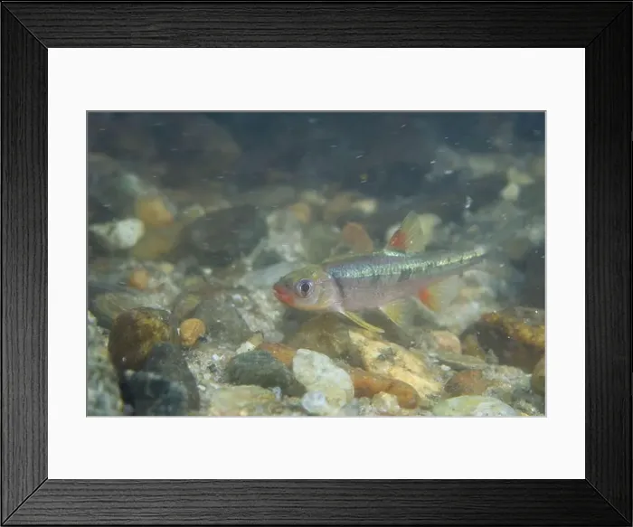 Framed Print : Redlip shiner in a sandy riverbed Framed Print : Redlip shiner in a sandy riverbed