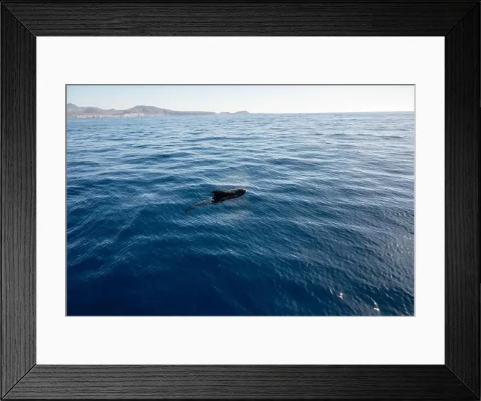Framed Print : Watching flock of dolfins and whales from touristic boat in deep Atlantic ocean Framed Print : Watching flock of dolfins and whales from touristic boat in deep Atlantic ocean