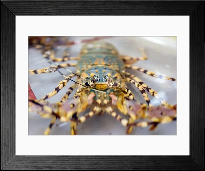 Framed Print : Chilled lobsters in ice on the counter. A concession of healthy eating and seafood Framed Print : Chilled lobsters in ice on the counter. A concession of healthy eating and seafood