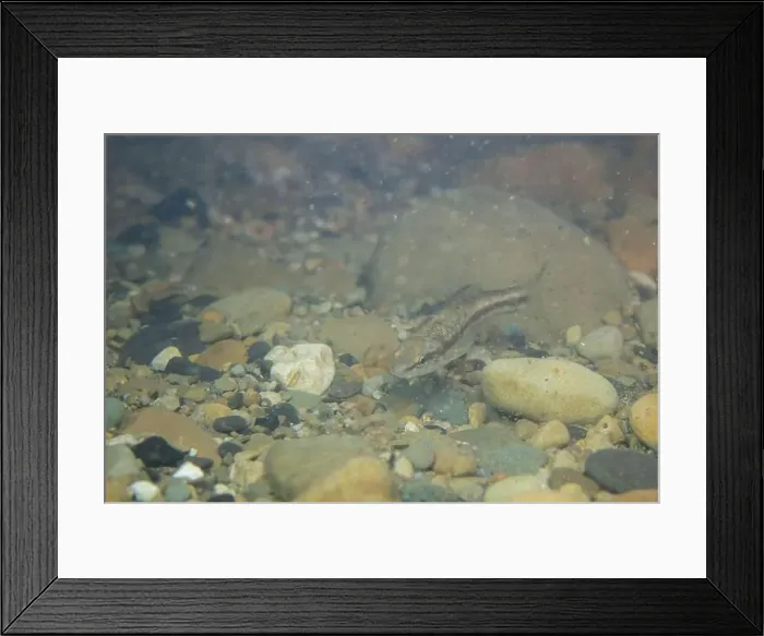 Framed Print : Western blacknose dace in a sandy stream