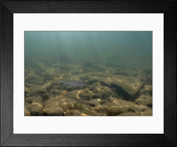 Framed Print : River chub swimming on riverbed