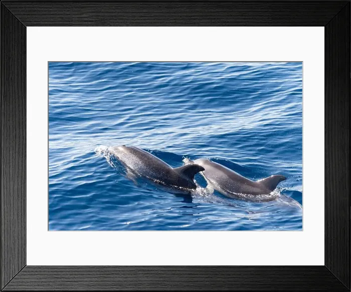 Framed Print : Watching flock of dolfins and whales from touristic boat in deep Atlantic ocean Framed Print : Watching flock of dolfins and whales from touristic boat in deep Atlantic ocean