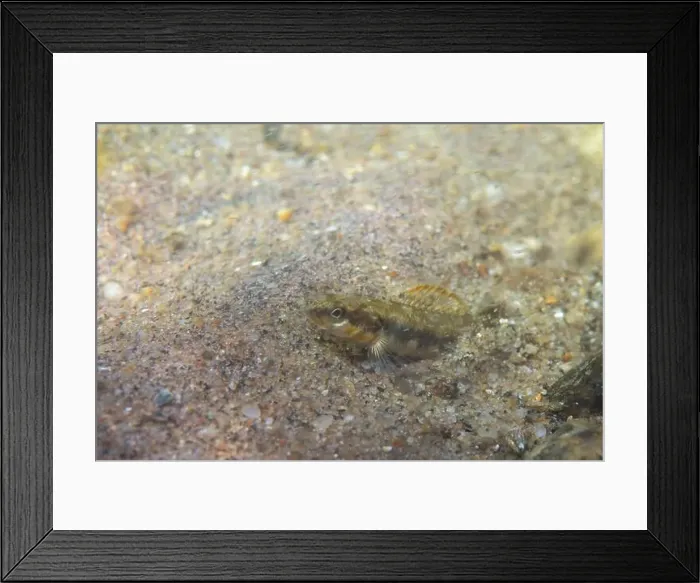 Framed Print : Gilt darter displaying on sandy riverbed Framed Print : Gilt darter displaying on sandy riverbed