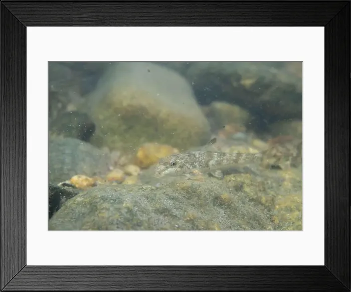 Framed Print : Northern hogsucker foraging on a riverbed