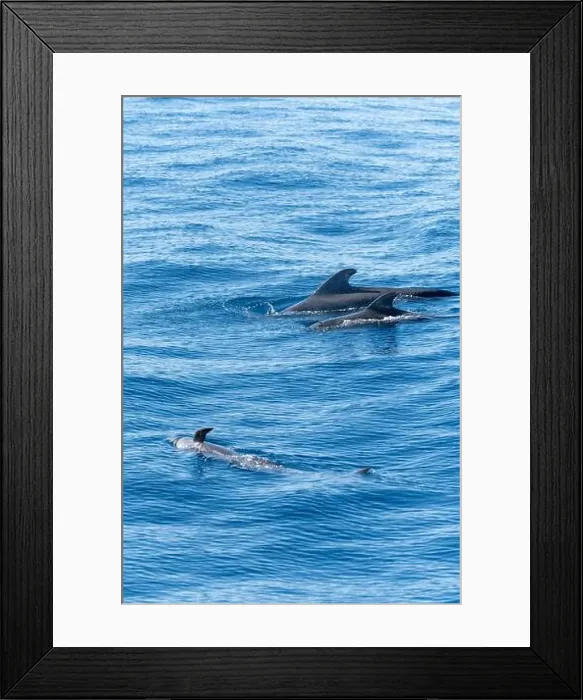 Framed Print : Watching flock of dolfins and whales from touristic boat in deep Atlantic ocean Framed Print : Watching flock of dolfins and whales from touristic boat in deep Atlantic ocean