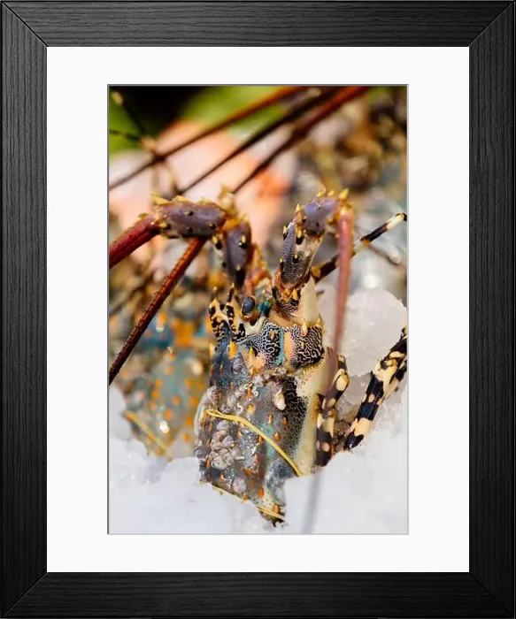 Framed Print : Chilled lobsters in ice on the counter. A concession of healthy eating and seafood Framed Print : Chilled lobsters in ice on the counter. A concession of healthy eating and seafood