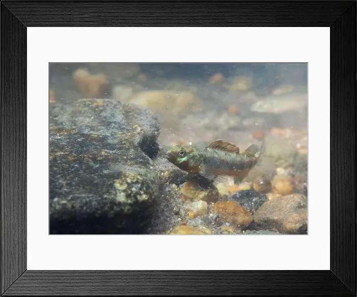 Framed Print : Gilt darter displaying on rocky riverbed Framed Print : Gilt darter displaying on rocky riverbed
