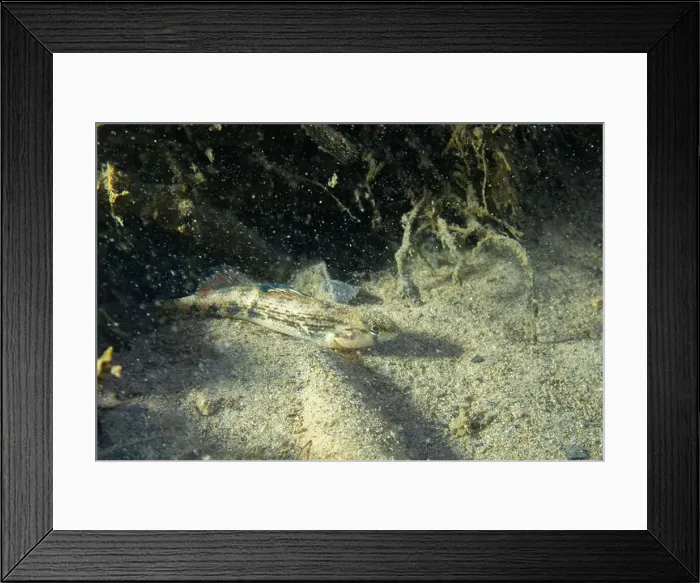 Framed Print : Orangethroated darter in a creekbed Framed Print : Orangethroated darter in a creekbed