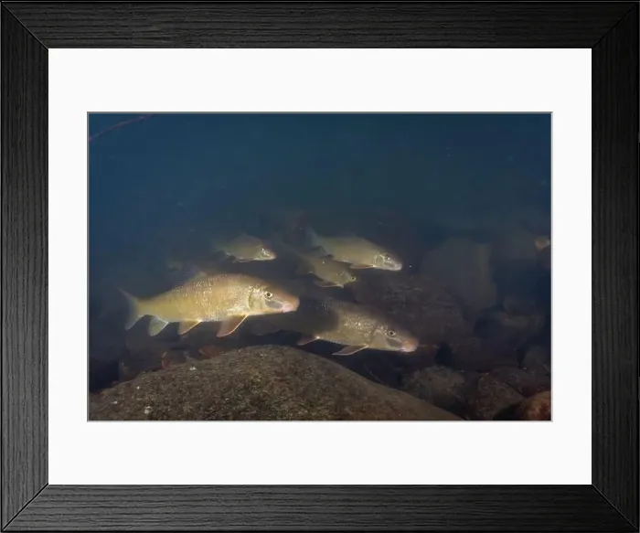 Framed Print : Large herd of black redhorse in river Framed Print : Large herd of black redhorse in river