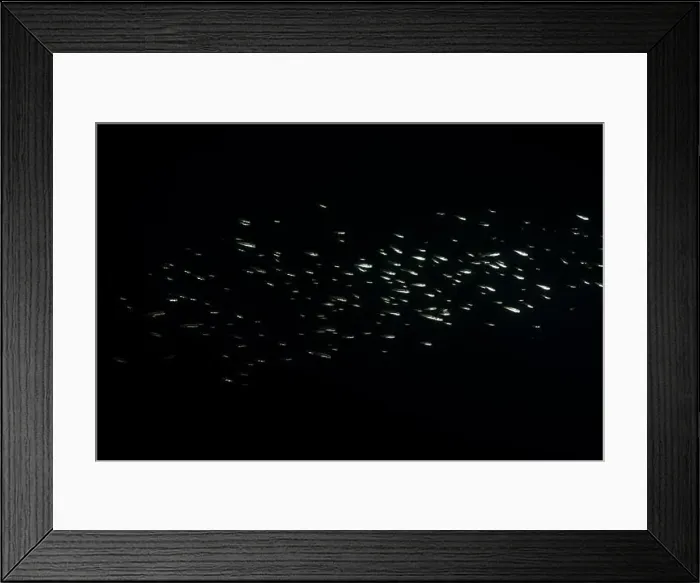 Framed Print : Largemouth bass fry swimming in school at night Framed Print : Largemouth bass fry swimming in school at night