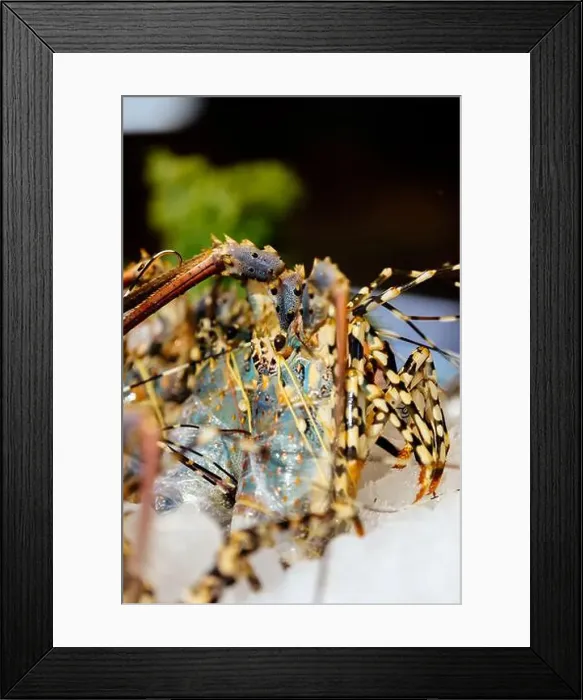 Framed Print : Chilled lobsters in ice on the counter. A concession of healthy eating and seafood Framed Print : Chilled lobsters in ice on the counter. A concession of healthy eating and seafood