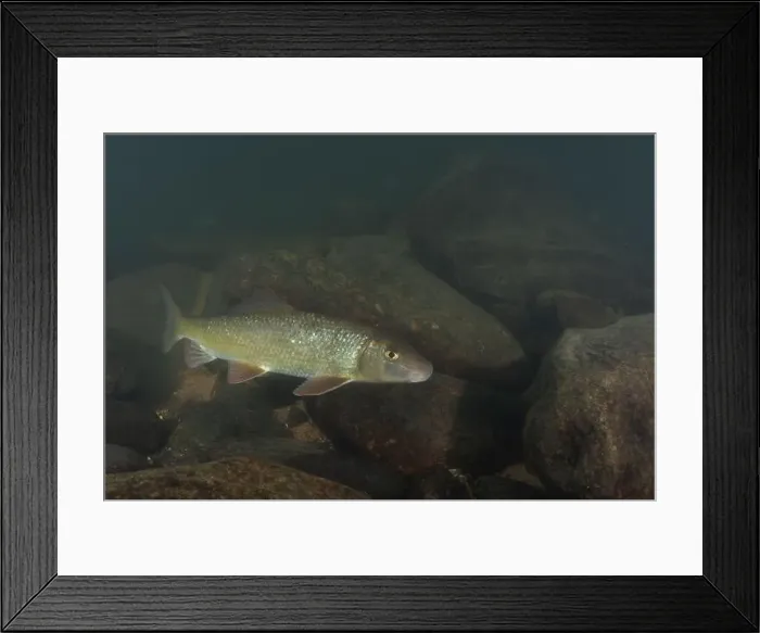 Framed Print : Black redhorse swimming in a rocky river Framed Print : Black redhorse swimming in a rocky river