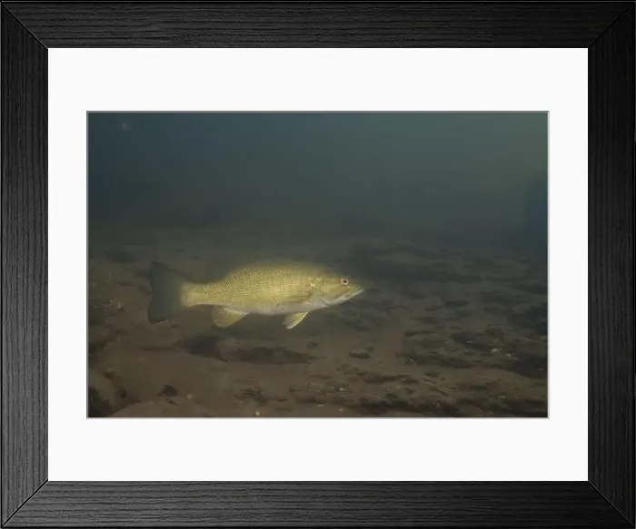 Framed Print : Smallmouth bass swimming on river floor