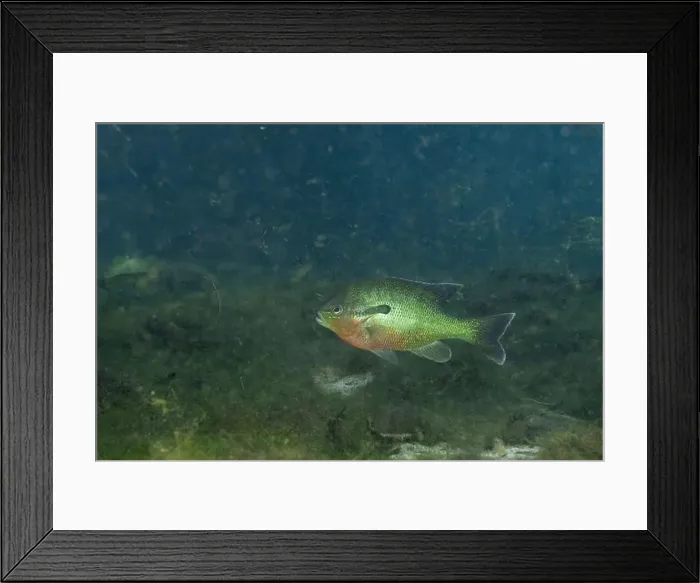Framed Print : Florida longear sunfish in natural spring Framed Print : Florida longear sunfish in natural spring