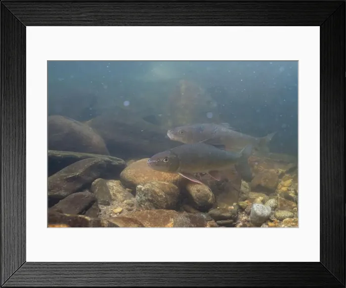Framed Print : Two black redhorse in a river