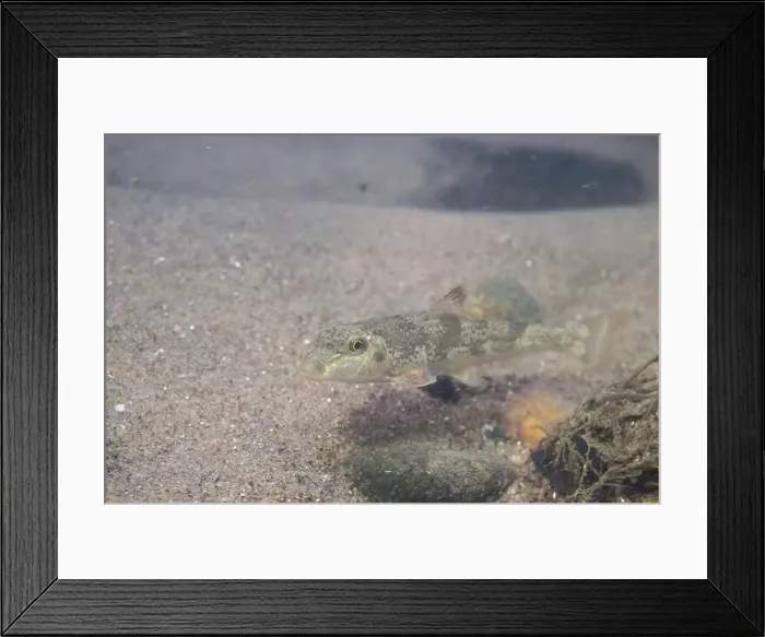Framed Print : Northern hogsucker on a riverbed