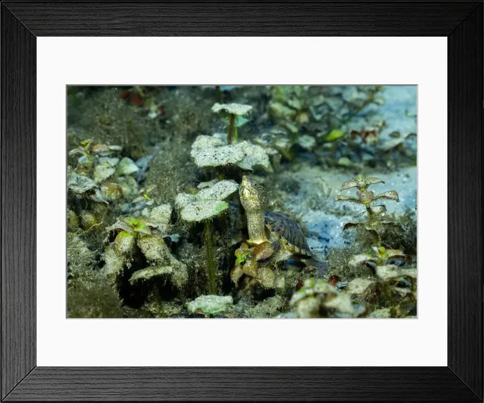 Framed Print : Loggerhead musk turtle underwater surrounded by aquatic plants Framed Print : Loggerhead musk turtle underwater surrounded by aquatic plants