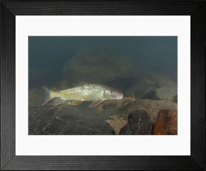 Framed Print : Black redhorse swimming in a rocky river Framed Print : Black redhorse swimming in a rocky river