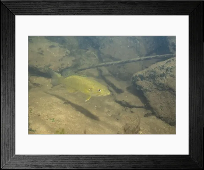 Framed Print : Smallmouth bass swimming on river floor