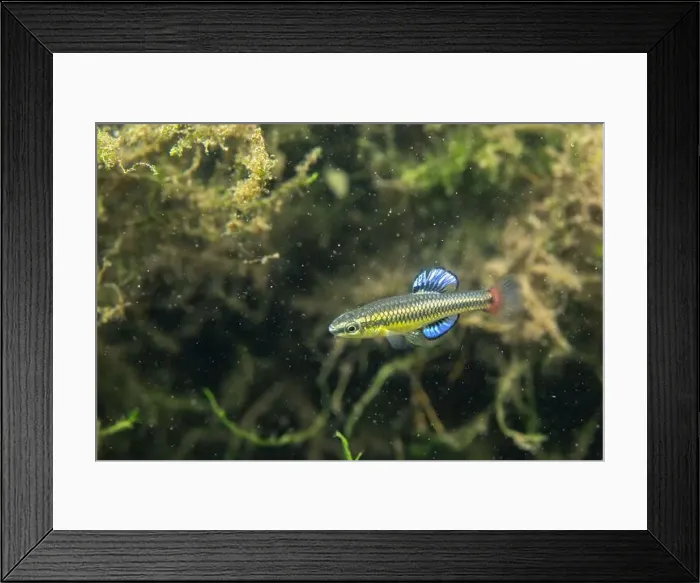 Framed Print : Bluefin killifish displaying colorful fins Framed Print : Bluefin killifish displaying colorful fins