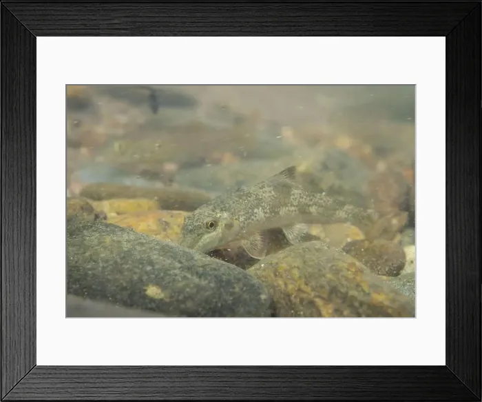 Framed Print : Northern hogsucker foraging on a riverbed