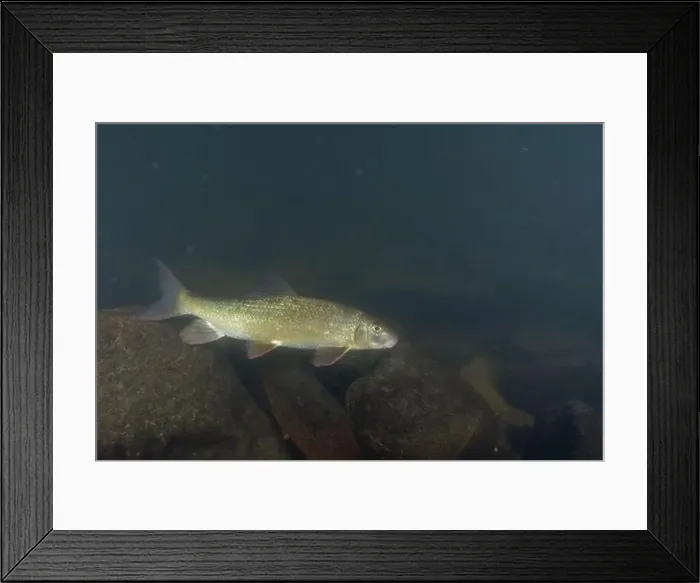 Framed Print : Black redhorse swimming in a rocky river Framed Print : Black redhorse swimming in a rocky river