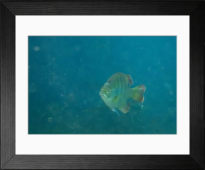 Framed Print : Florida Springs bluegill in crystal clear water Framed Print : Florida Springs bluegill in crystal clear water