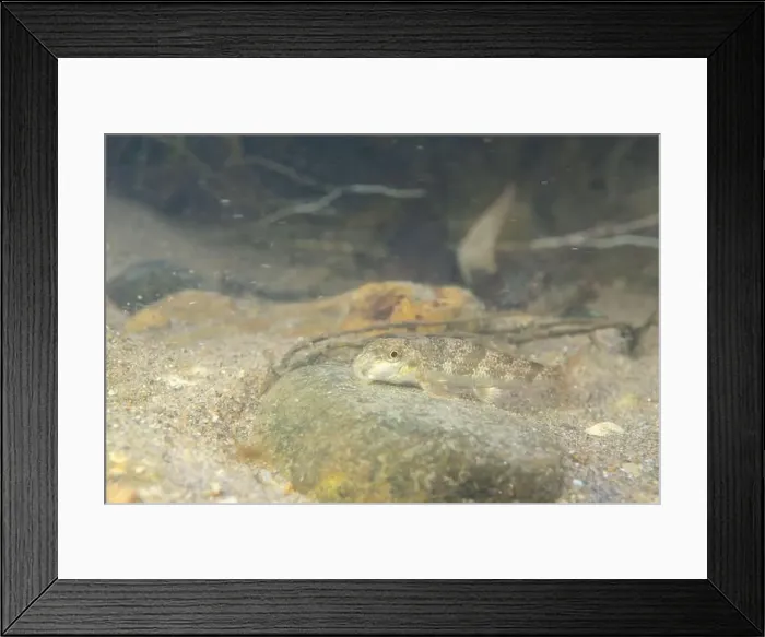 Framed Print : Northern hogsucker foraging on a riverbed