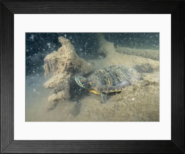 Framed Print : Red-eared slider underwater in lake bottom Framed Print : Red-eared slider underwater in lake bottom