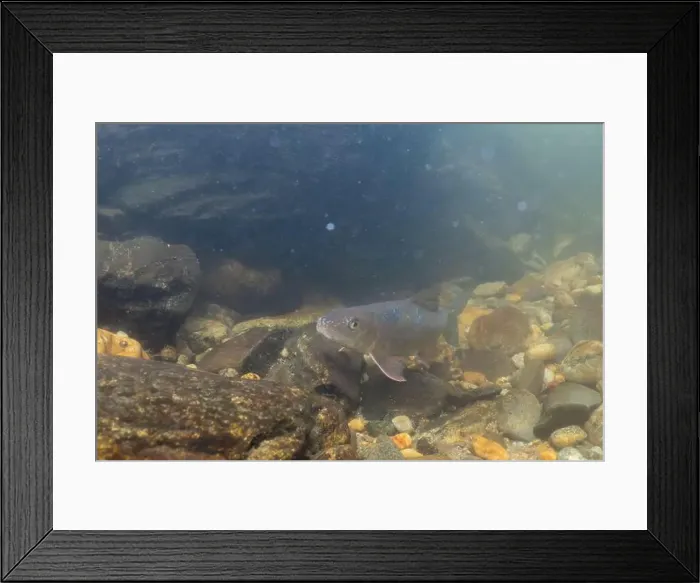 Framed Print : Black redhorse swimming in a rocky river Framed Print : Black redhorse swimming in a rocky river