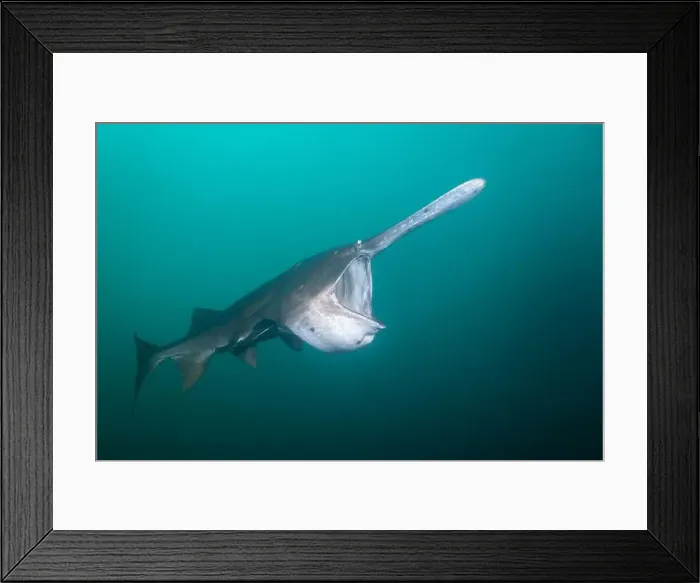 Framed Print : American paddlefish feeding on plankton in lake Framed Print : American paddlefish feeding on plankton in lake