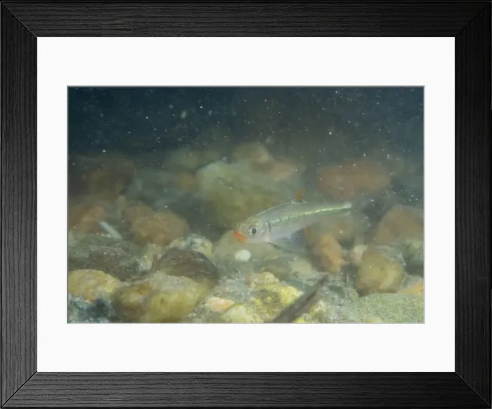 Framed Print : Redlip shiner in a sandy riverbed Framed Print : Redlip shiner in a sandy riverbed