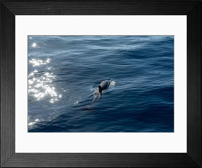 Framed Print : Watching flock of dolfins and whales from touristic boat in deep Atlantic ocean Framed Print : Watching flock of dolfins and whales from touristic boat in deep Atlantic ocean