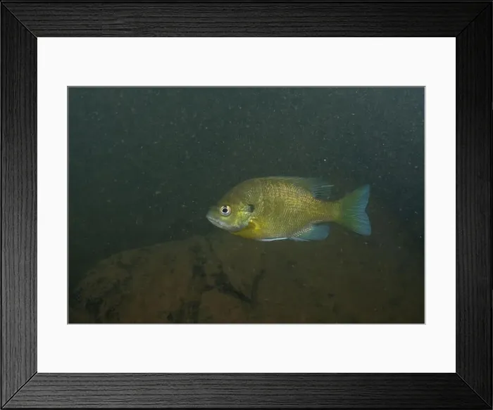 Framed Print : Bluefill in a dark rocky river Framed Print : Bluefill in a dark rocky river