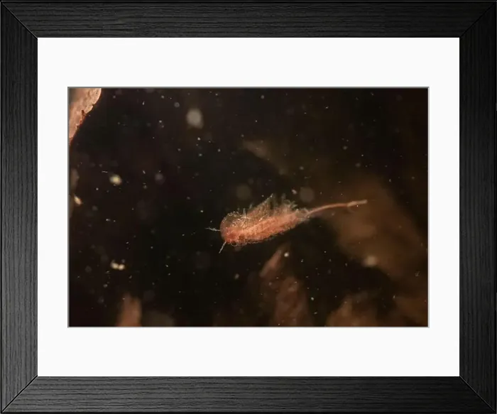 Framed Print : Fairy shrimp swimming in vernal pool Framed Print : Fairy shrimp swimming in vernal pool