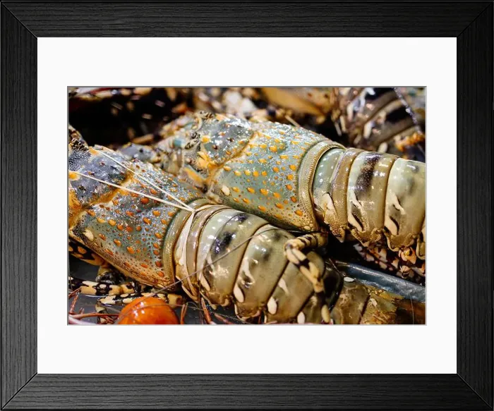Framed Print : Chilled lobsters in ice on the counter. A concession of healthy eating and seafood Framed Print : Chilled lobsters in ice on the counter. A concession of healthy eating and seafood