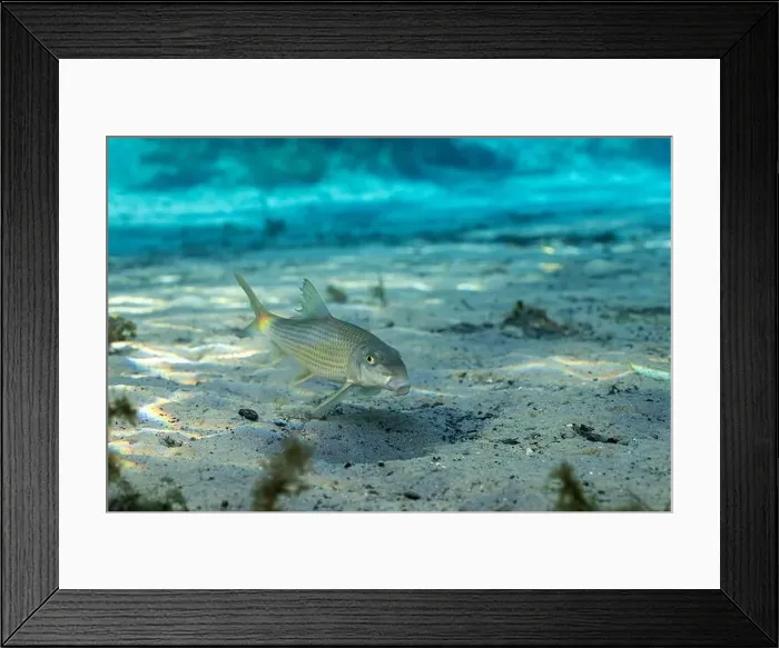 Framed Print : Spotted sucker in Florida Spring