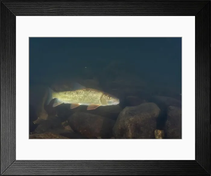 Framed Print : Black redhorse swimming over a rocky river Framed Print : Black redhorse swimming over a rocky river