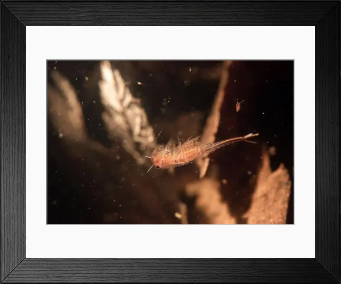 Framed Print : Fairy shrimp swimming in vernal pool Framed Print : Fairy shrimp swimming in vernal pool