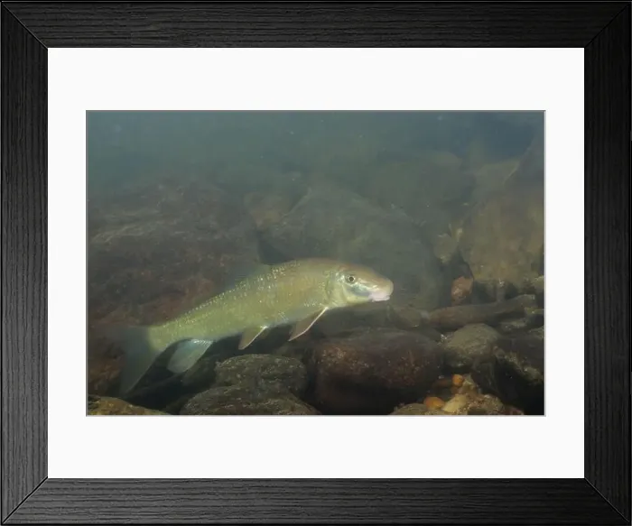 Framed Print : Black redhorse swimming in a rocky river Framed Print : Black redhorse swimming in a rocky river