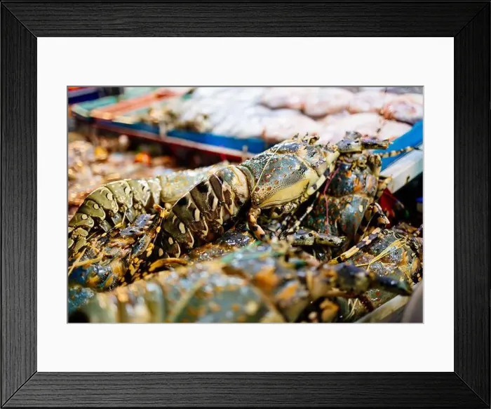 Framed Print : Chilled lobsters in ice on the counter. A concession of healthy eating and seafood Framed Print : Chilled lobsters in ice on the counter. A concession of healthy eating and seafood