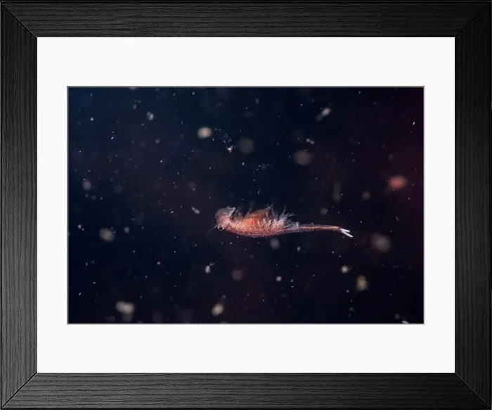 Framed Print : Fairy shrimp swimming in vernal pool Framed Print : Fairy shrimp swimming in vernal pool