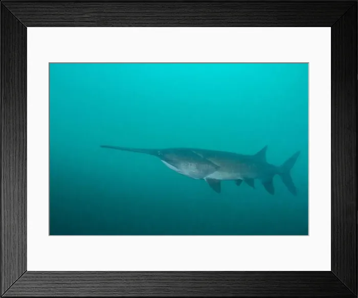 Framed Print : American paddlefish swimming in blue lake with mouth closed Framed Print : American paddlefish swimming in blue lake with mouth closed